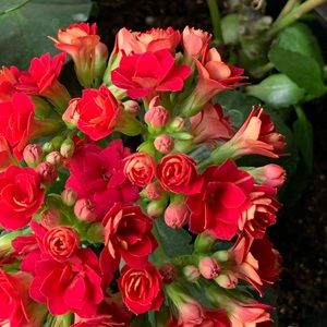 Meet your Posher, Genne